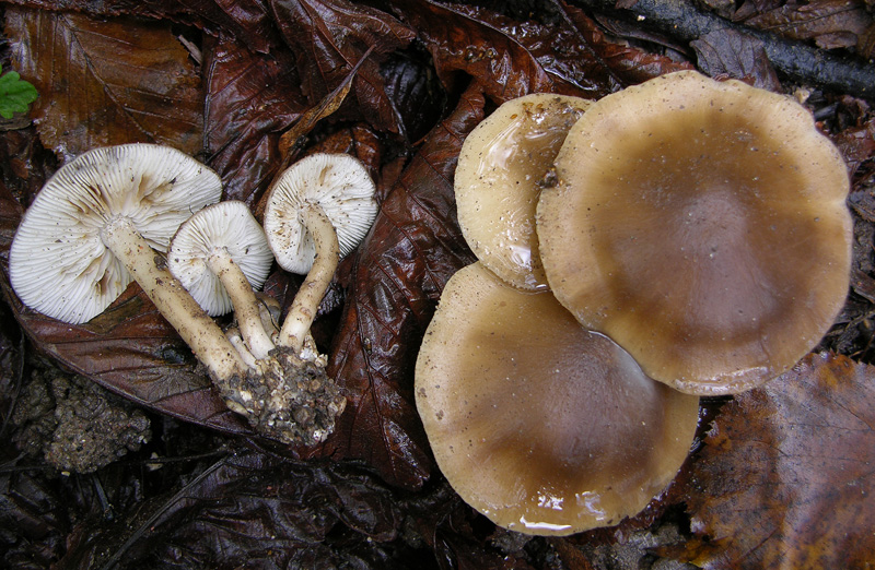 Lyophyllum da determinare.